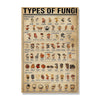 Types of Fungi