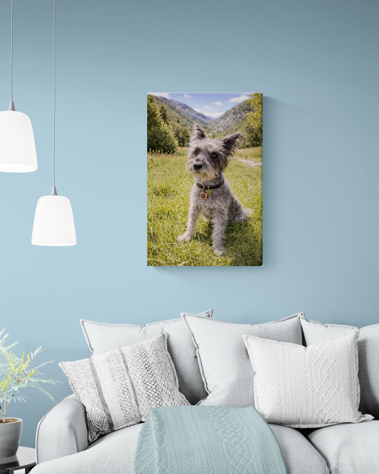 Schnauzer On The Grass