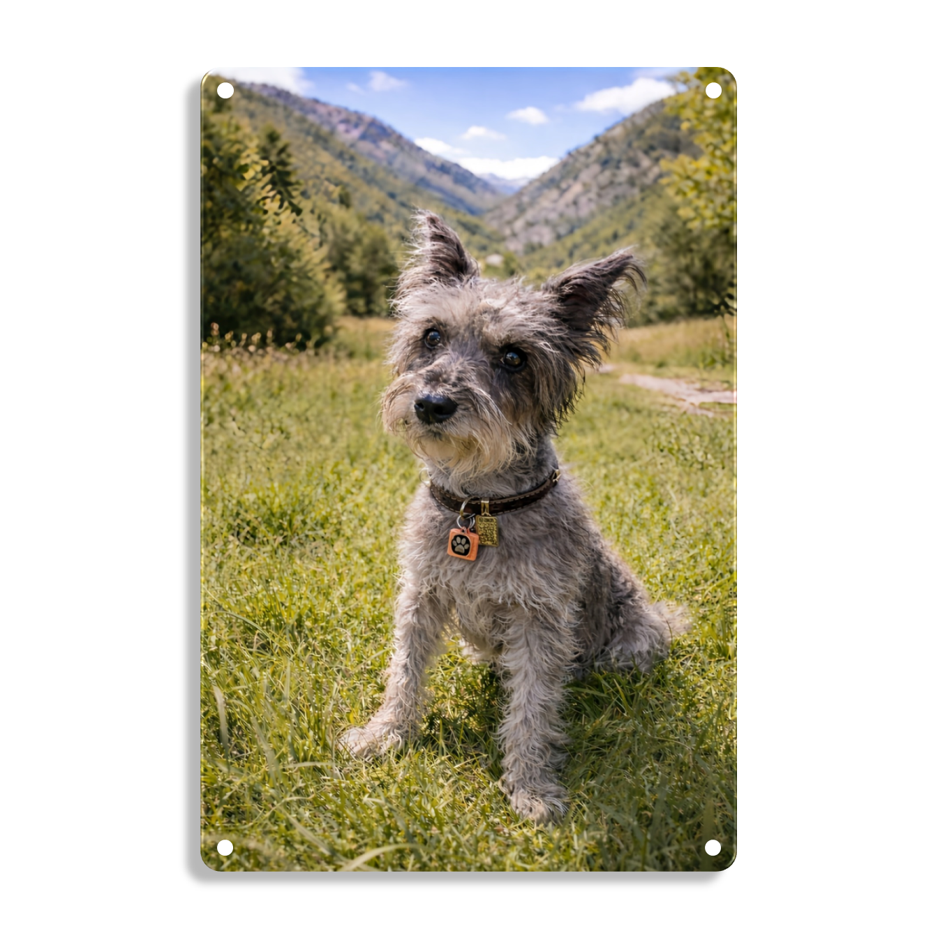 Schnauzer On The Grass