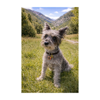 Schnauzer On The Grass