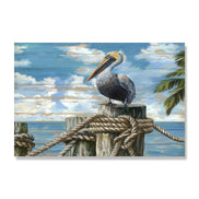 Coastal Pelican