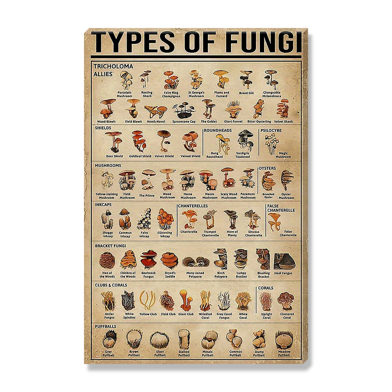 Types of Fungi