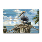 Coastal Pelican