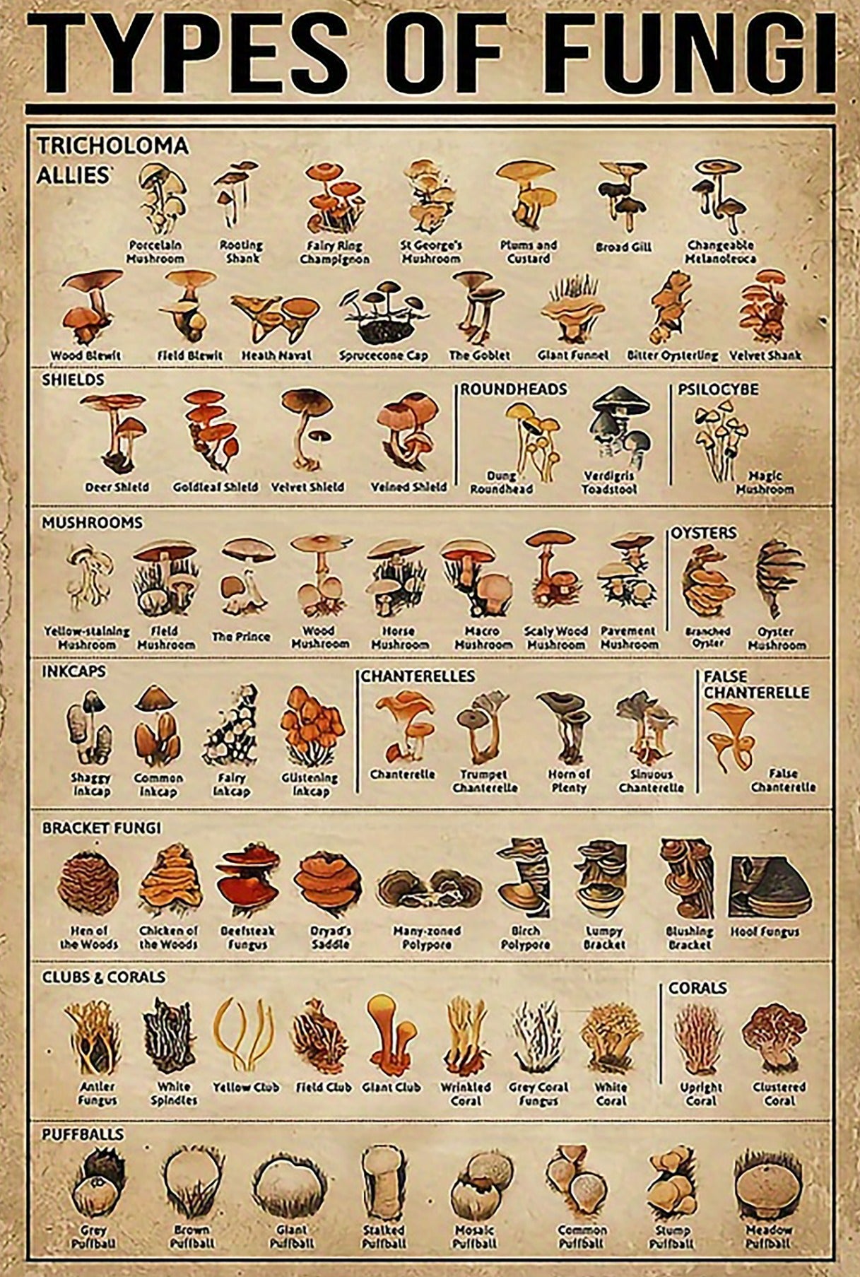 Metal Art - Types of Fungi